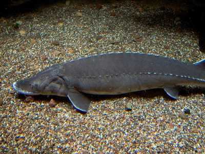 Lo storione, una delle specie protette che non � possibile tenere in acquari
